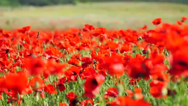 Un champ de coquelicots par une journée ensoleillée, beaucoup de belles fleurs rouges se balancent dans le vent. Fond floral. — Video