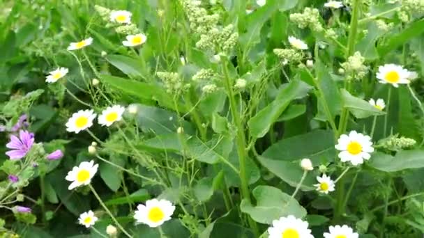 Fiori margherita bianchi prati campo. Passeggiando attraverso il prato estivo, campo di fiori, godendo margherite, agitando nel vento — Video Stock