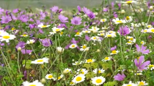 Fiori margherita bianchi prati campo. Passeggiando attraverso il prato estivo, campo di fiori, godendo margherite, agitando nel vento — Video Stock