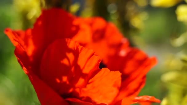 Поле маків в яскравий сонячний день, багато красивих червоних квітів ширяють на вітрі. Квітковий фон . — стокове відео