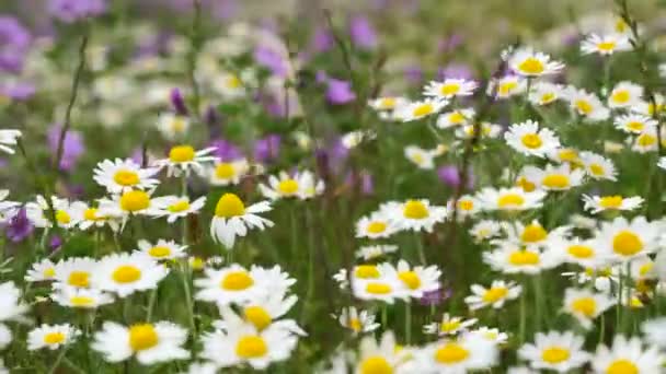 Білі ромашкові квіти полюють на луки. Прогулянки літнім лугом, полем квітів, насолоджуючись ромашками, махаючи вітром — стокове відео