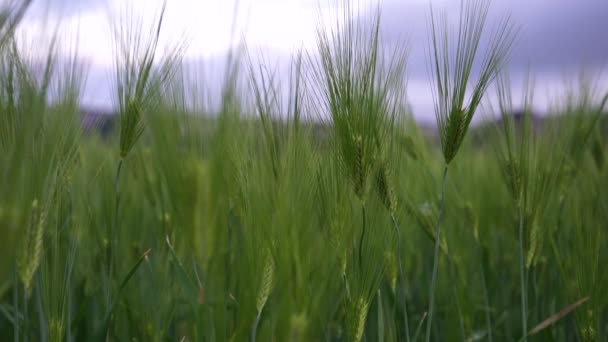 Zielone uszy żyta i pszenicy kołyszą się przy lekkim wietrze. Rolnictwo, koncepcja agrokultury. — Wideo stockowe