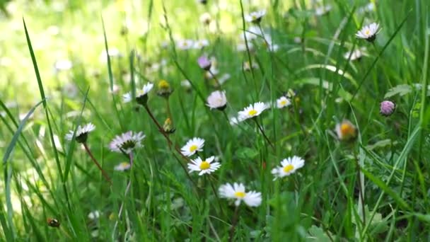 Weiße Gänseblümchen blühen auf Wiesen. Spaziergang durch Sommerwiese, Blumenfeld, Gänseblümchen genießen, im Wind winken — Stockvideo