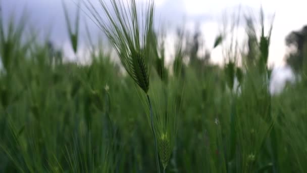 ライ麦や小麦の緑の耳は、光の風に揺れる。農業、農業文化の概念. — ストック動画
