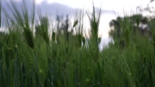 Orecchie verdi di segale e frumento ondeggiano nel vento leggero. Agricoltura, concetto di agrocultura. — Video Stock
