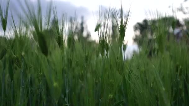 Green ears of rye and wheat sway in the light wind. Agriculture, agro culture concept. — Stock Video