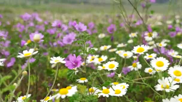 Fiori margherita bianchi prati campo. Passeggiando attraverso il prato estivo, campo di fiori, godendo margherite, agitando nel vento — Video Stock