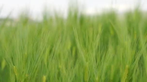 Zielone uszy żyta i pszenicy kołyszą się przy lekkim wietrze. Rolnictwo, koncepcja agrokultury. — Wideo stockowe