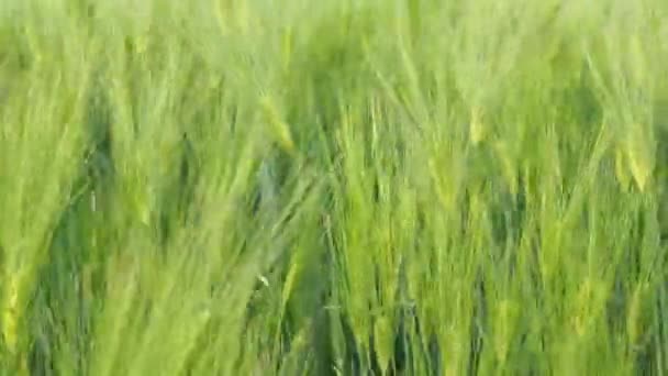 Green ears of rye and wheat sway in the light wind. Agriculture, agro culture concept. — Stock Video