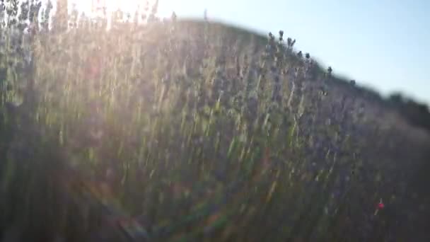 Große violette Lavendelfeld mit blühenden bei Sonnenuntergang des Tages Zeitlupe Folie. Momentan wiegt der Wind Lavendelblüten. Blick auf das Feld mit großen Lavendelbüschen. Entspannen. Linsenschlag — Stockvideo