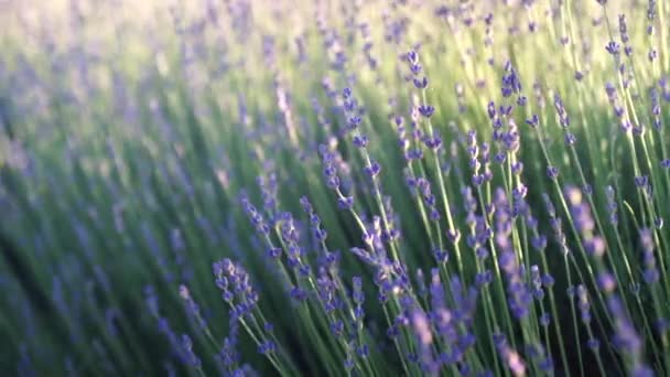 Große violette Lavendelfeld mit blühenden bei Sonnenuntergang des Tages Zeitlupe Folie. Momentan wiegt der Wind Lavendelblüten. Blick auf das Feld mit großen Lavendelbüschen. Entspannen. Linsenschlag — Stockvideo