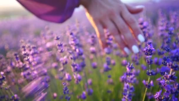 Weibliche Hand berührt langsam reife Lavendelblüten auf einem Lavendelfeld. — Stockvideo