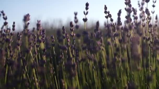 Lavanta çiçekleri gün batımında bitmeyen sıralarda çiçek açıyor. Lavanta tarlalarındaki lavanta kokulu çiçeklerin çalıları üzerine seçici bir odaklanma. — Stok video