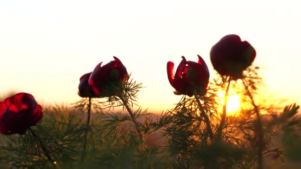 Raios de sol são visíveis através das pétalas de uma peônia selvagem. O vento agita as flores. — Vídeo de Stock