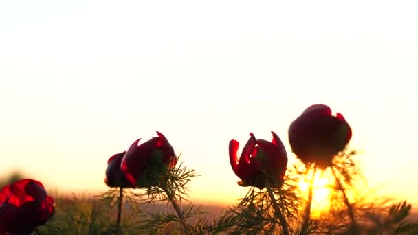 Promienie słońca są widoczne przez płatki dzikiego piwonii. Wiatr trzepocze kwiatami. — Wideo stockowe