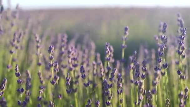 Lavendelblütenfelder, die bei Sonnenuntergang in endlosen Reihen duften. Selektiver Fokus auf Sträucher mit Lavendelviolett duftenden Blüten in den Lavendelfeldern. — Stockvideo