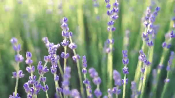 Campos de flores de lavanda floridas perfumadas em fileiras intermináveis ao pôr-do-sol. Foco seletivo em arbustos de flores perfumadas roxas de lavanda nos campos de lavanda. — Vídeo de Stock