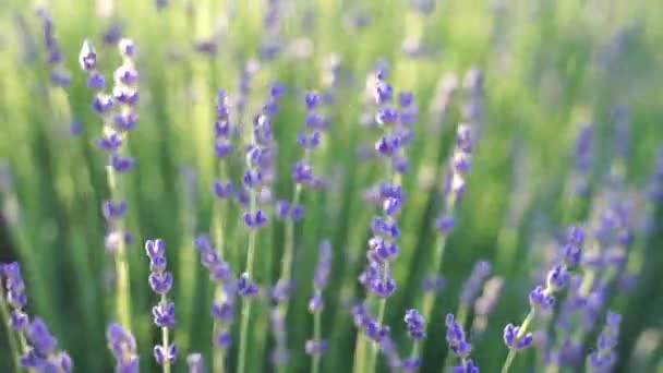 Campos de flor de lavanda que florecen fragantes en filas interminables al atardecer. Enfoque selectivo en arbustos de flores fragantes de color púrpura lavanda en los campos de lavanda. — Vídeo de stock