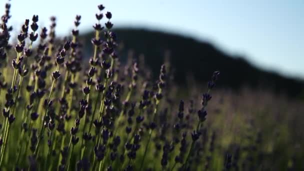 日没の終わりのない列に、ラベンダーの花の畑が香ります。ラベンダー畑でのラベンダー紫色の香り高い花の茂みに焦点を当てます. — ストック動画