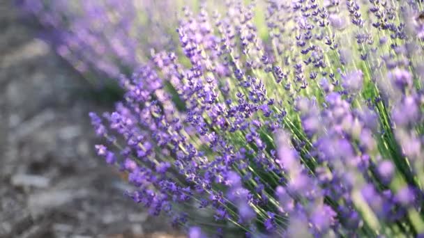 Pola kwiatów lawendy kwitnące w niekończących się rzędach o zachodzie słońca. Selektywny nacisk na krzewy lawendy purpurowe kwiaty pachnące na polach lawendy. — Wideo stockowe