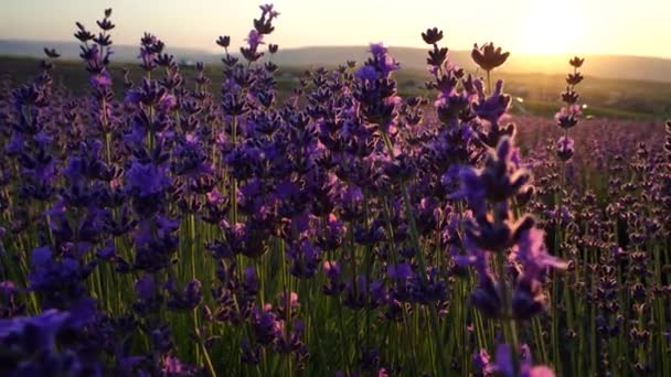 日没の終わりのない列に、ラベンダーの花の畑が香ります。ラベンダー畑でのラベンダー紫色の香り高い花の茂みに焦点を当てます. — ストック動画