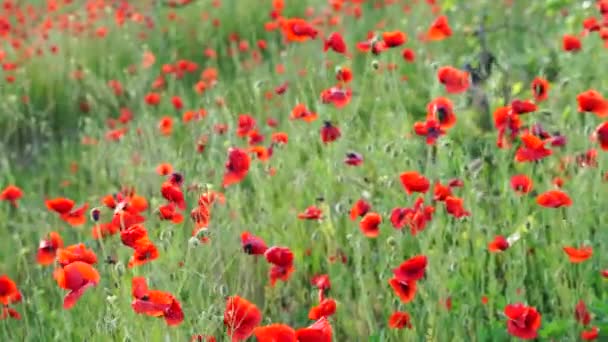 Campo de amapolas. Campo de amapolas florecientes. Floración de las amapolas. Primer plano de las amapolas en movimiento. Campo en las tierras de cultivo, Campo, Rural, Paisaje de verano. Imágenes de alta calidad 4k. — Vídeos de Stock