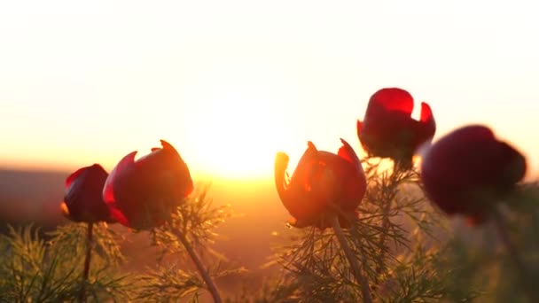 Sunset rays are visible through the petals of a wild peony. The wind flutters the flowers. — Stock Video