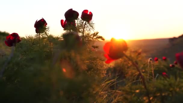 I raggi del tramonto sono visibili attraverso i petali di una peonia selvatica. Il vento svolazza i fiori. — Video Stock