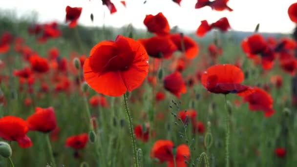 Mokré pole. Pole kvetoucích máků. Kvetoucí poppies.close up pohyblivých poppies.Field ve Farmland, Venkovské, Venkovské, Letní Krajina. Vysoce kvalitní 4K záběry. — Stock video