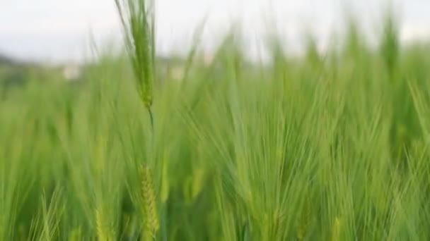 Green ears of rye and wheat sway in the light wind. Agriculture, agro culture concept. — Stock Video