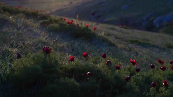 Solnedgångens strålar syns genom kronbladen på en vild pion. Vinden fladdrar blommorna. — Stockvideo