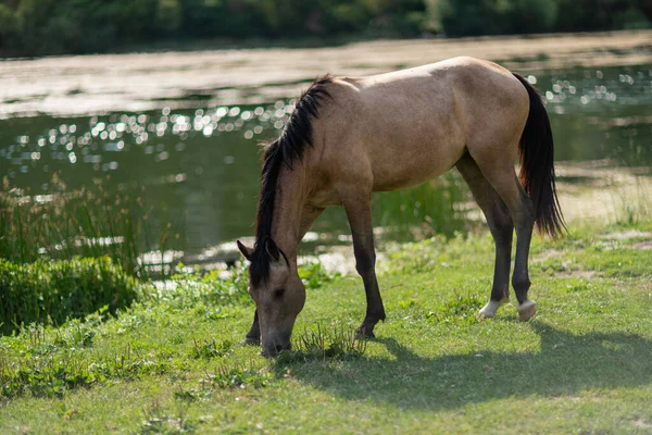 Piękny brązowy dziki koń stojący przy stawie. — Zdjęcie stockowe