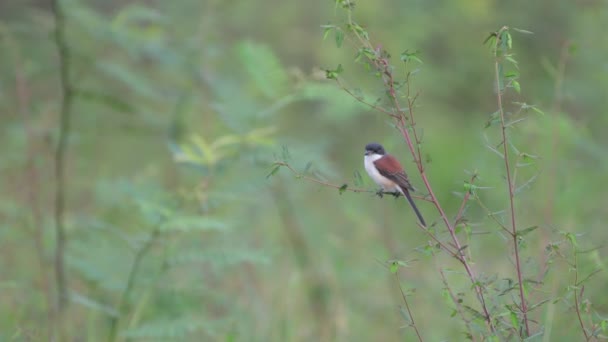 Aves Camarão Birmanesas Tailândia Sudeste Asiático — Vídeo de Stock