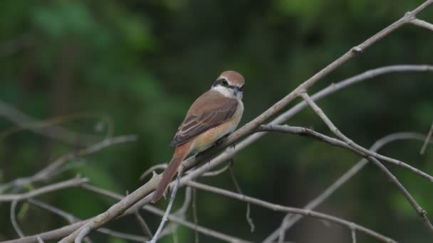 Brown Shrike Fåglar Thailand Och Sydostasien — Stockvideo