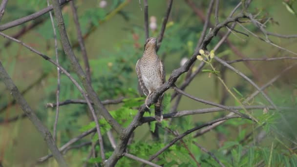 Eurasian Wryneck Chiamando Gli Uccelli Thailandia Sud Est Asiatico — Video Stock