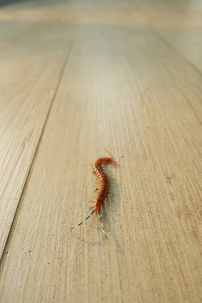 Dev kırmızı kırkayak yerde tehlikeli bir hayvan yatıyor..