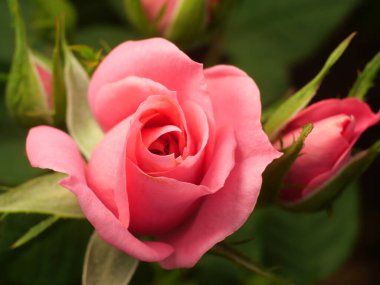 Arkaplan için çiçeği kapat.