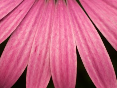 Arkaplan için çiçeği kapat.