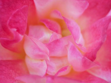 Arkaplan için çiçeği kapat.