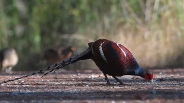 Tayland ve Güneydoğu Asya 'da Bayan Humes Sülün Erkek Kuşlar.