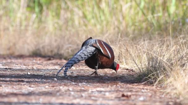 Sra Humes Faisán Macho Aves Tailandia Sudeste Asiático — Vídeo de stock