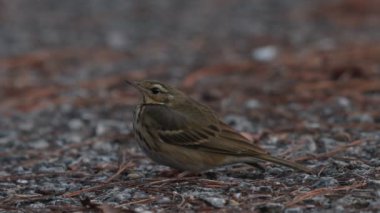 Tayland ve Güneydoğu Asya 'da zeytin destekli Pipit Birds.