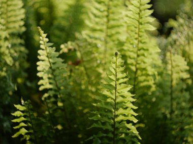 Eğreltiotu arkaplan için bitki deseni bırakır.