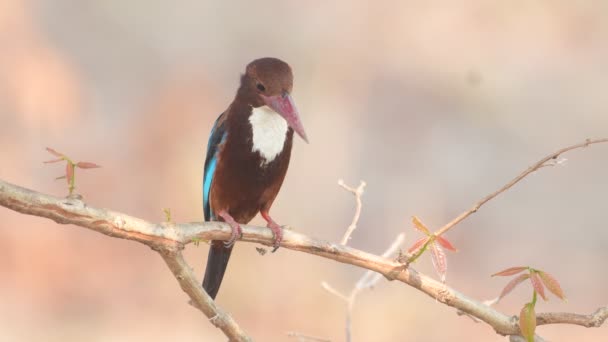 Kingfisher Birds Garganta Branca Tailândia Sudeste Asiático — Vídeo de Stock
