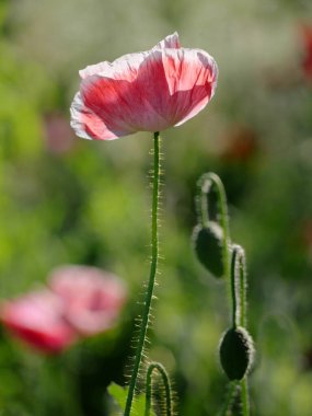 Doğada afyon çiçekleri.