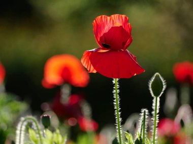 Doğada afyon çiçekleri.