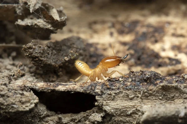 Termites Montículo Madeira — Fotografia de Stock