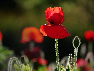 Doğada afyon çiçekleri.
