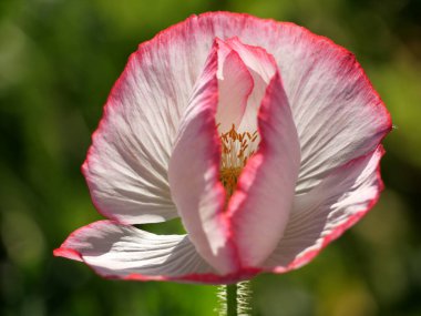 Doğada afyon çiçekleri.