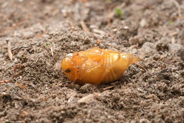Pupa or Worm on nature Background.